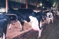 Krave u mliječnoj industriji [ 14.03 Kb ]