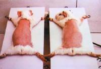 Testiranje kemikalija na zamorcima [ 25.73 Kb ]