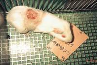 Zamorac testiran za novu kemikaliju [ 45.88 Kb ]