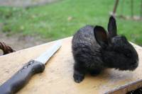 Kuni� i no� [ 30.41 Kb ]