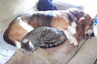 Source: willowgreen.mu.nu - Dog and cat sleep [ 38.44 Kb ]