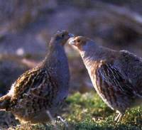 Izvor: www.villageadventure.co.yu - jarebice [ 19.00 Kb ]