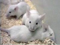 Izvor: BUAV - pokus na �ivotinjama