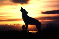 Wolf and a sunset [ 20.81 Kb ]