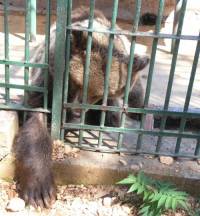 Medvjed u zoološkom vrtu u Splitu [ 80.09 Kb ]