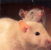 Rat pair [ 47.27 Kb ]