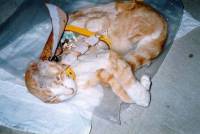 Cats are routinely used in laboratories [ 37.56 Kb ]