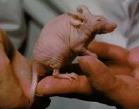 Genetic engineering studies [ 31.11 Kb ]