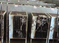 Primati na farmi u Vijetnamu 5 [ 43.98 Kb ]