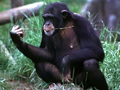 Čimpanza - život životinja