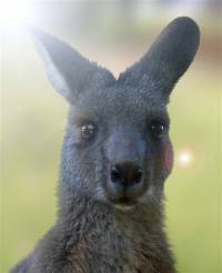 Portrait of a kangaroo - copyright Ray Drew [ 23.78 Kb ]