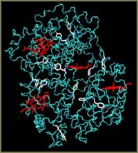 Proteini - izvor: http://privatewww.essex.ac.uk
