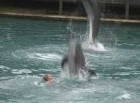 Program iskori�tavanja dupina - izvor: http://www.miamiseaprison.com/swim.htm