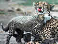 Gepard - Život životinja