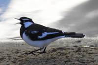Magpied lark - copyright Ray Drew [ 32.80 Kb ]