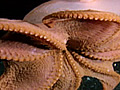 Hobotnica - život životinja