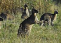 Kangaroos  - Copyright: Ray Drew [ 105.11 Kb ]