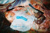 Some of the plastic bags found in the Bryde's whales' stomach [ 43.82 Kb ]
