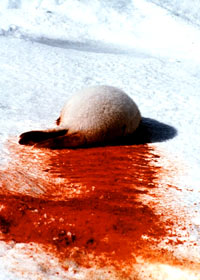 Seal hunt - Blood trail [ 109.29 Kb ]