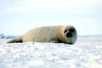 HSUS - Seal pup 2 [ 14.93 Kb ]