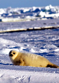 HSUS - Seal pup, okomito [ 70.31 Kb ]