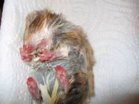 Mrtav hr�ak [ 33.97 Kb ]