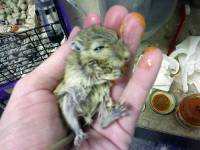 Mrtav sko�imi� [ 44.55 Kb ]