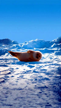 Seal hunt - Baby Seal [ 86.05 Kb ]