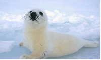 Seal - source: stopthecanadiansealhunt@groups.care2.com [ 29.62 Kb ]