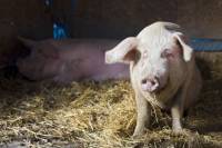 Sanctuary for abused animals - pig Plahi 1 [ 50.32 Kb ]