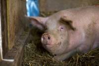 Sanctuary for abused animals - pig Vocer 1 [ 40.82 Kb ]