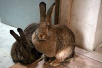 Sanctuary for abused animals - bunnies Gruco and Grucolina [ 41.36 Kb ]