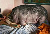 Utočište za zlostavljane životinje - vijetnamska svinjica Njinjica [ 46.19 Kb ]