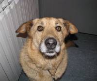 Pas - skloni�te [ 44.50 Kb ]