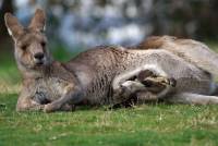 Majka se odmara - copyright Ray Drew [ 192.23 Kb ]