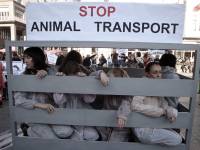 Demo against animal transport 2009. [ 411.74 Kb ]