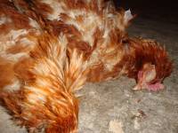 Izgladnjele kokoši Poljoprerade 5 [ 171.46 Kb ]