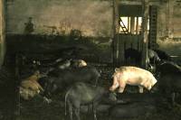 Pig Farm 'Eko Mavrovic' 4 [ 825.36 Kb ]