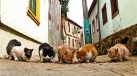 Street cats [ 1.24 Mb ]