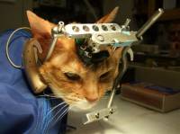 Experiment on a cat - source: peta.org [ 46.96 Kb ]
