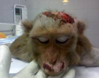 Experiment on primate, source: vegankween.tumblr.com/animaltesting [ 27.63 Kb ]