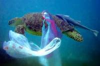 plastična vrećica u moru [ 53.85 Kb ]