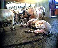 Prodaja goveda [ 23.79 Kb ]