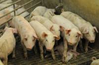 Factory farming of pigs - image source: Jo-Anne McArthur/WeAnimals.org [ 104.33 Kb ]