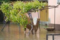 Floods Rajevo Selo - Vlado Kos, Cropix [ 121.75 Kb ]