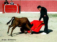Budding Bullfighters 3 [ 18.19 Kb ]