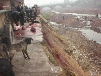 Klanje pasa u Kini