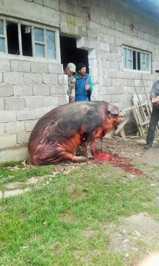 Slaughtering the pig in Sisak