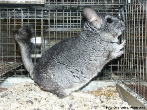 Chinchilla in fur industry-photo: One Voice [ 829.35 Kb ]