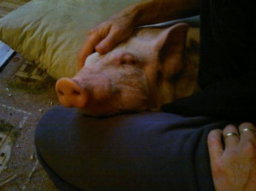 Odi, Ksenija, Koki [ 80.40 Kb ]